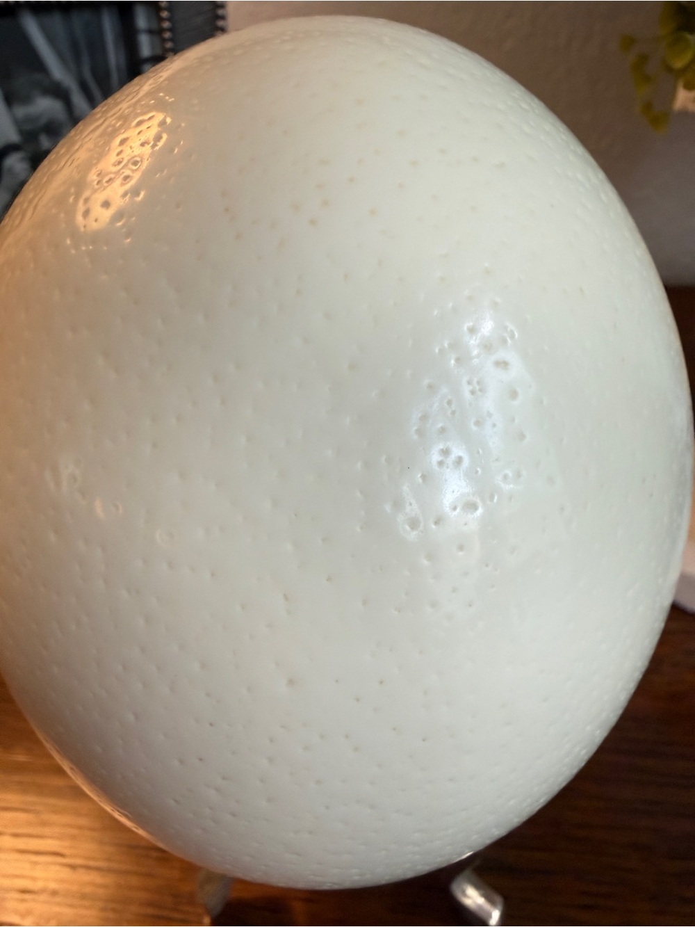 Large Real Blown Ostrich Egg - Picture 6 of 17